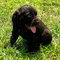 Boykin Spaniel Puppies from Dixie Darlin Boykins