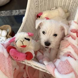 West Highland White Terrier Puppies from Highland Skye