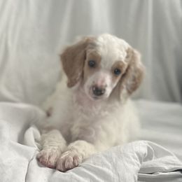 Trinket - Cream female Poodle puppy in Wolf Creek, Oregon from Dejah Bleu Kennels