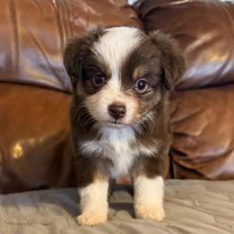 Australian Shepherds from Cowin Premier Aussies