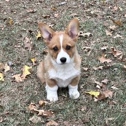 ASTRO - AKC - Red male Pembroke Welsh Corgi puppy in Millsap, Texas from BJ's Blessings