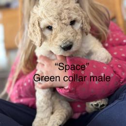 Space - Cream male Poodle puppy in St. Johnsbury, Vermont from Poodles of the Northern Woods