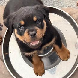 Athena - Black and tan female Rottweiler puppy in Newfoundland, Pennsylvania from Poconopaws