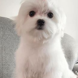 Maltese from Maschler's Maltese Manor