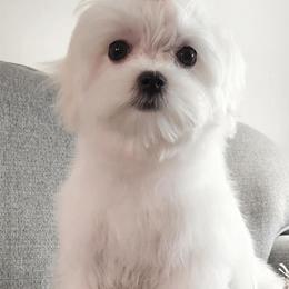 Maltese from Maschler's Maltese Manor