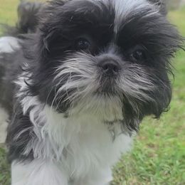 Boy 1 - Black and white male Shih Tzu puppy in Bishop, California from Shih Tzu G-ma
