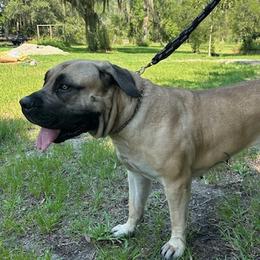 Boerboels from The Melton Farm of Charleston LLC