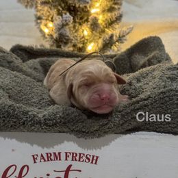 Claus - Yellow male Labrador Retriever puppy in Tigard, Oregon from Morrison Labrador Retreivers