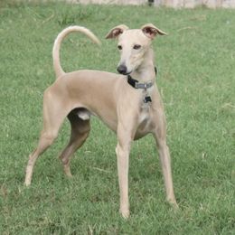 Paz - Italian Greyhound