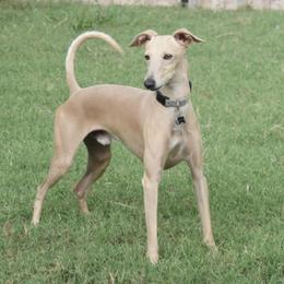 Paz - Italian Greyhound