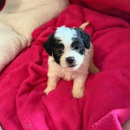 Oreo - Black & white male Maltipoo puppy in Richmond, Texas from Kirksey Texas Elite Maltidoodles