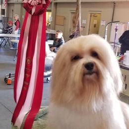 Havanese Puppies from SunWyst Havanese