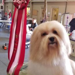 Havanese Puppies from SunWyst Havanese