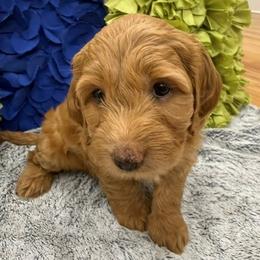 Millie - Brown female Double Doodle puppy in Lagrange, Georgia from Abbott Mini Doodles
