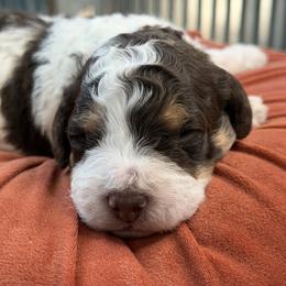 Blizzard - Tri-color male Bernedoodle puppy in Russellville, Arkansas from Crossgate Doodles