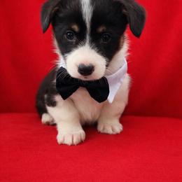 Miles - Black and tan male Pembroke Welsh Corgi puppy in Ramona, Oklahoma from Eden Farms Corgis