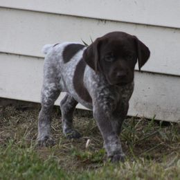 German Shorthaired Pointer Puppies from Mancandy German Shorthairs