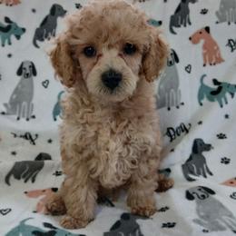 Maxwell - Apricot male Poodle puppy in Blanch, North Carolina from Faithful Hearts Kennel