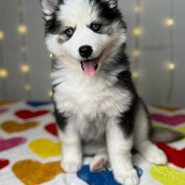 Daisy Duke - Black and white female Pomsky puppy in Rossville, Georgia from Scenic City Pomskies