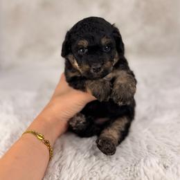 Dutch Bro - Tri-color male Bernedoodle puppy in Sweetwater, Florida from Sandy Snout Doodles