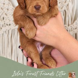 Hickory - Apricot male Goldendoodle puppy in Norcross, Georgia from Teddy Puppies