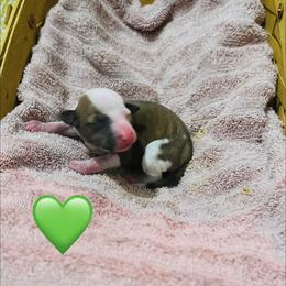 Green (Boy 2) - Red male Italian Greyhound puppy in Arkadelphia, Arkansas from Concordia
