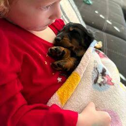 Dachshund Puppies from Champion Dachshunds