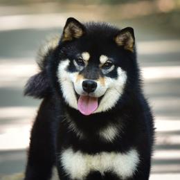 KUROMI - Shiba Inu