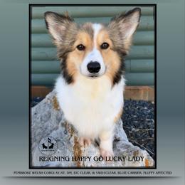 Foxy - Pembroke Welsh Corgi