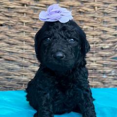 Priscilla - Black female Pyredoodle puppy in Willacoochee, Georgia from Kitandkboodle's Doodles