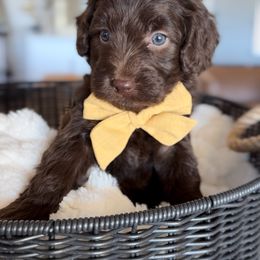 Augustus - Chocolate male Goldendoodle puppy in Gilbert, Arizona from Sunny Doodles