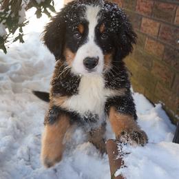 Bernese Mountain Dog and Golden Retriever Puppies from Bunn Ranch Goldens & Bernese