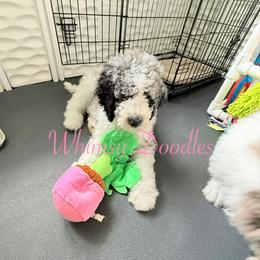 Zeus - Blue merle male Bernedoodle puppy in Omaha, Nebraska from Whimsy Doodles