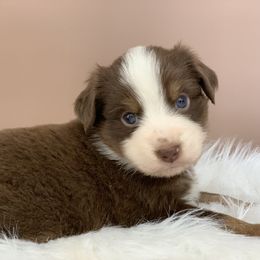 Aussiedoodle and Miniature Australian Shepherd Puppies from Craven’s Creakin’ Cedars Company