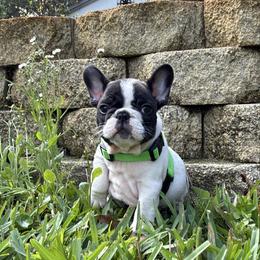 Chocolate - White and brindle female French Bulldog puppy in Loxahatchee, Florida from Blue Wonder Frenchies