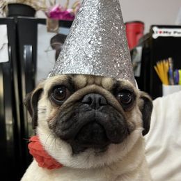 Sydney - Pug