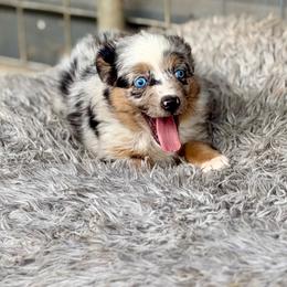 Daisy blue female 2 - Blue merle female Toy Australian Shepherd puppy in Lemon Cove, California from Magic Ranch Mini Aussies