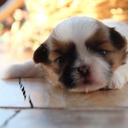 Artemis - Black gold and white male Shih Tzu puppy in Hatfield, Pennsylvania from Chrysanthemum Creek