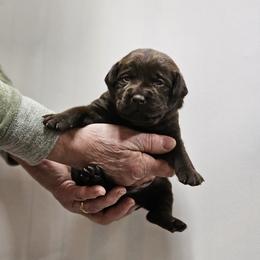 Spruce - Orange Collar - Chocolate male Labrador Retriever puppy in Boyd, Minnesota from Lindley Labradors