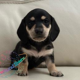 Moonlight - Black and cream female Dachshund puppy in Peyton, Colorado from Dachshund Universe