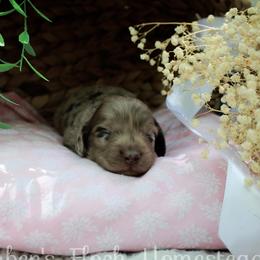 Maroon - Dapple male Dachshund puppy in Allons, Tennessee from Amber's Flock Homestead
