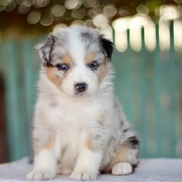 Nova blue - Blue merle female Australian Shepherd puppy in Bloomington, California from Oro’z Farm Aussies
