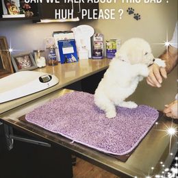 Poodle Puppies from Southern Standards Standard Poodles