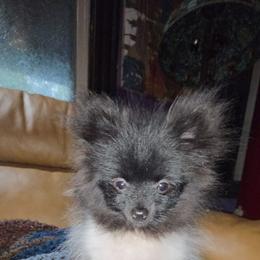 Hunnibunnies marshmellow - Black parti male Pomeranian puppy in Cleveland, Ohio from Hunnibunnies