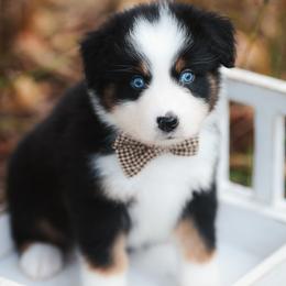 Karen - Black tri-color female Australian Shepherd puppy in Georgetown, Texas from River Reign Australian Shepherds
