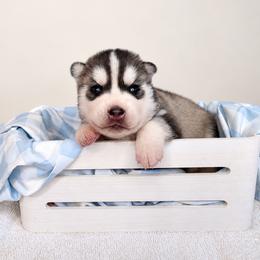 Joker - Black and white male Siberian Husky puppy in Jacksonville, North Carolina from Seabound Siberians