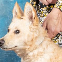 Tillie Pearl - Mudi