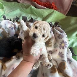 Salem - Merle male Maltipoo puppy in Coal City, Indiana from Angel Blue Dogs