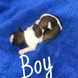 Boy - Brindle and white male Shih Tzu puppy in Bauxite, Arkansas from TnT Shih Tzu