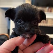 Poppy - Black female Shorkie puppy in Midland, Texas from Southern Yorkie Pies